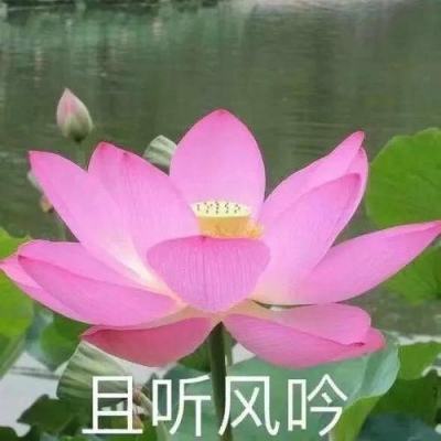 香港首届“中华文化节”揭幕